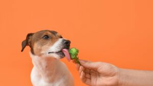 Un cane felice e sano guarda con entusiasmo un pezzo di broccoli cucinati al vapore.