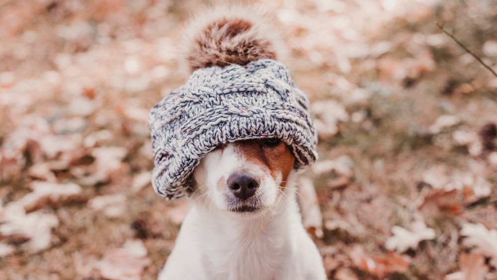I Cani Soffrono il Freddo? Un dolce cane avvolto in un caldo maglione, godendosi una giornata invernale. Mantieni il tuo amico peloso al caldo durante la stagione fredda con le giuste precauzioni.