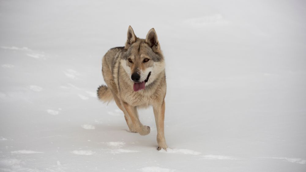 Un tenero cucciolo di Lupo Cecoslovacco in un ambiente naturale, rappresentativo della bellezza e nobiltà di questa razza unica.