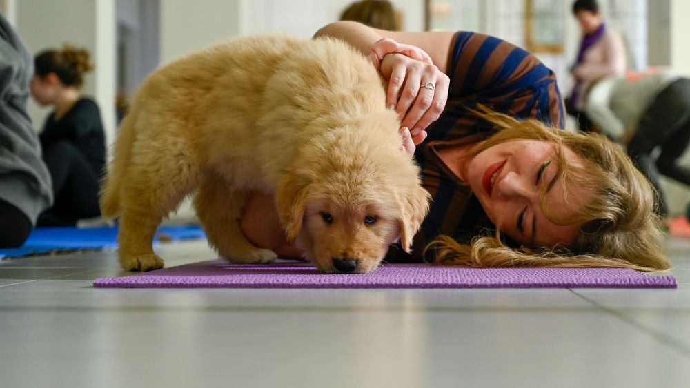 Momenti di pura felicità durante una classe di Puppy Yoga: un cucciolo dorato si rilassa sul tappetino blu, accarezzato da una donna felice, con partecipanti distesi in un'atmosfera accogliente e tranquilla in background.
