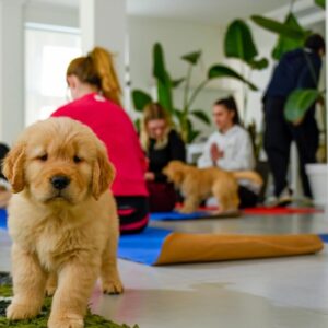 Abbracci e risate in una lezione di Puppy Yoga a Rimini