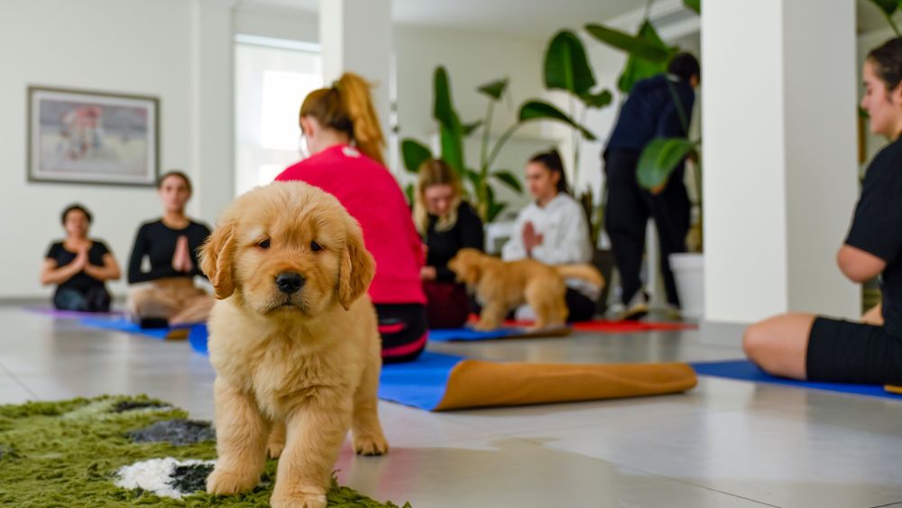 Abbracci e risate in una lezione di Puppy Yoga a Rimini